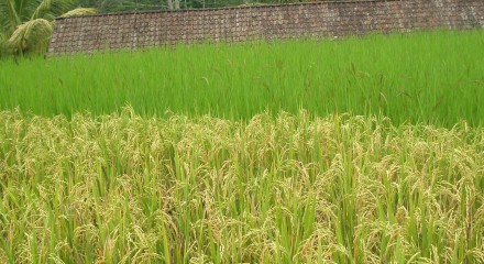 Yellow and green rice field